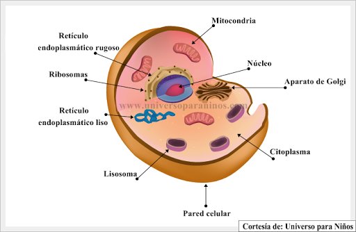 Celulas Eucariotas Y Procariotas Explicacion Para Niños