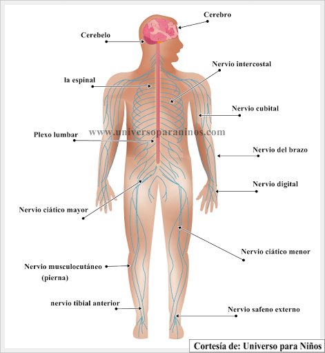 Explicacion del sistema nervioso para niños
